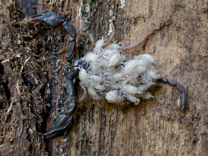 Mamma scorpione: Euscorpius flavicaudis